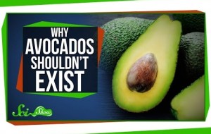 Avocados nearly went extinct