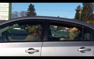 Dog starts honking car horn waiting for owner