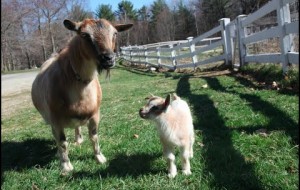 A baby goat 1 day old jumps around on first walk