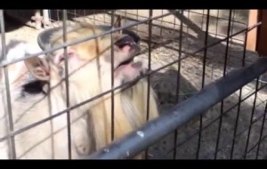 This goat making a bunch of weird noises